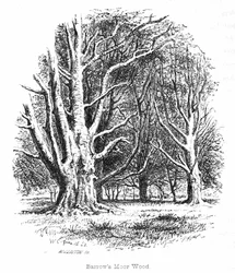Der Wald von Barrows Moor